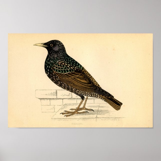 Affiches Classic Zoological Etching - Starling (Devant)