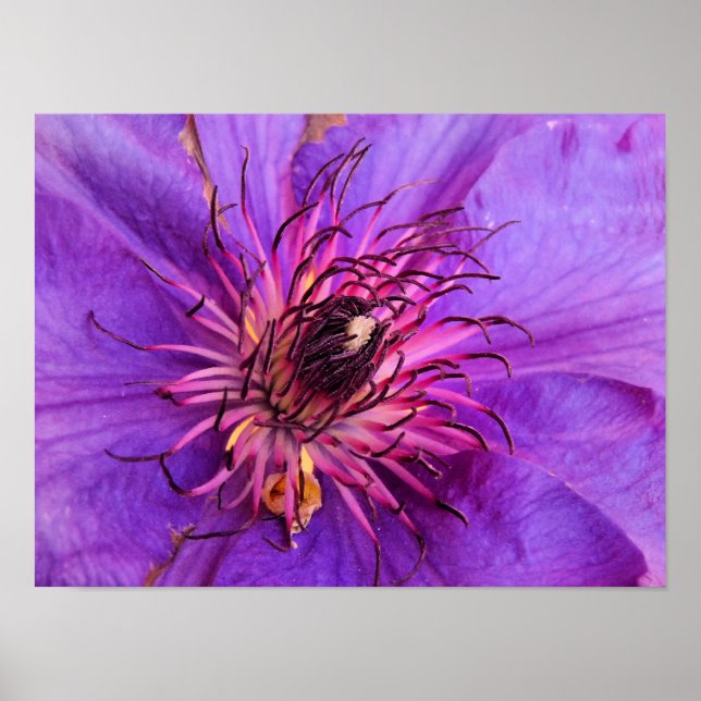 AFFICHES CLEMATIS (Devant)