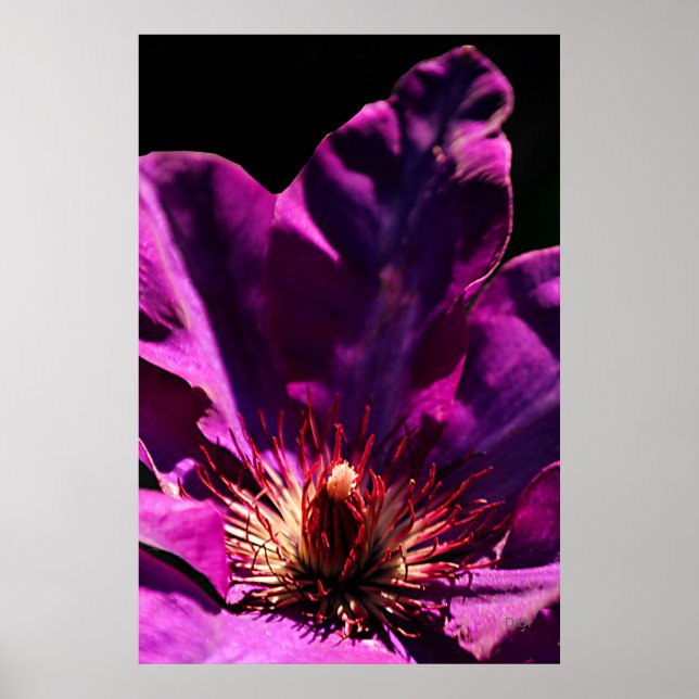 Affiches Clematis (Devant)