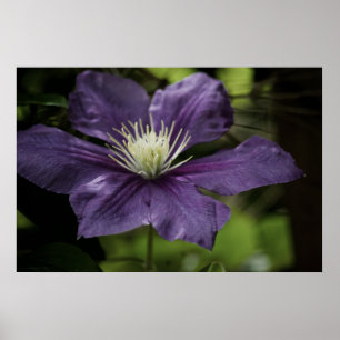 Affiches Clematis 8510