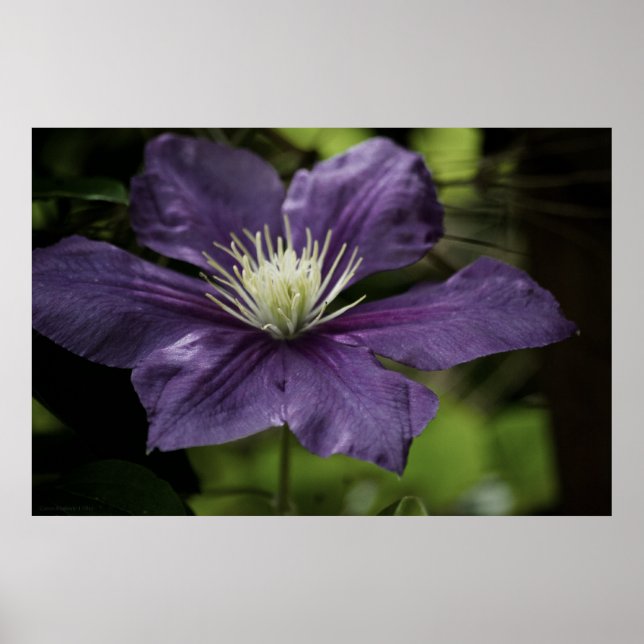Affiches Clematis 8510 (Devant)