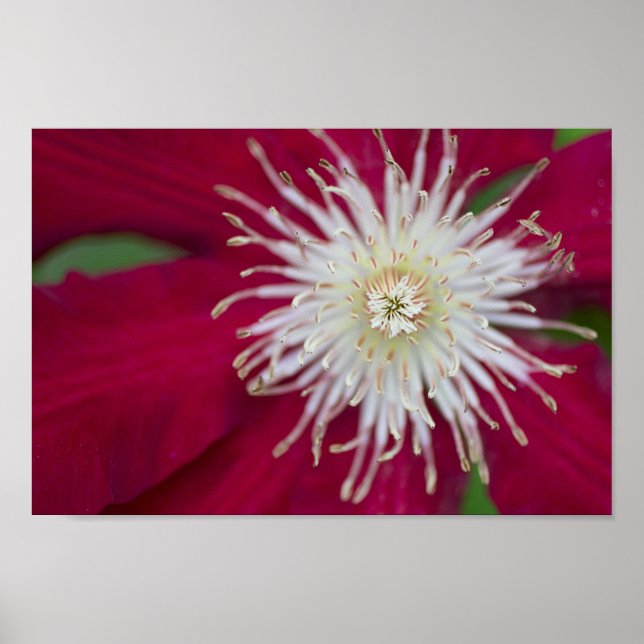 Affiches Clematis Closeup (Devant)