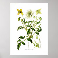 Clematis graveolens