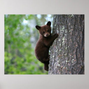 Affiches Climbing Bear Cub