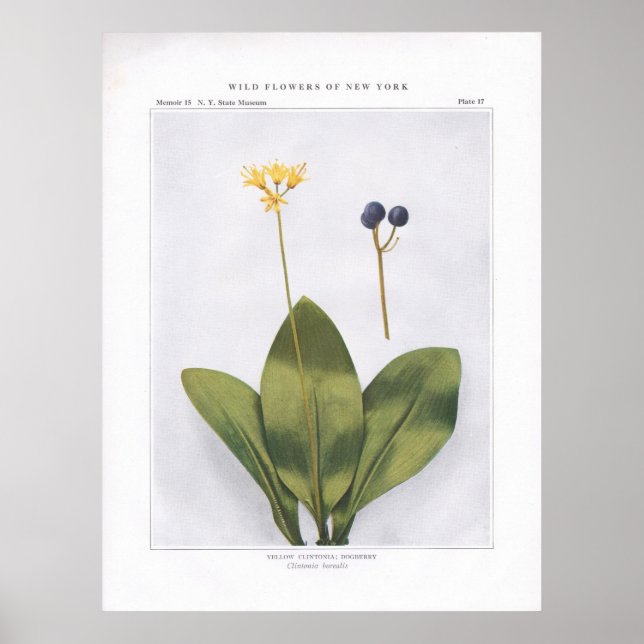 Affiches Clintonia Jaune; Beurre - Clintonia borealis (Devant)
