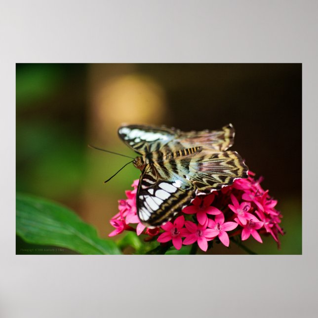 Affiches Clipper sur Pentas 3 Imprimer (Devant)