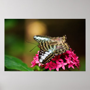 Affiches Clipper sur Pentas 3 Print
