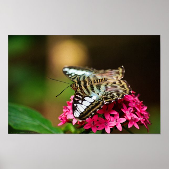 Affiches Clipper sur Pentas 3 Print (Devant)