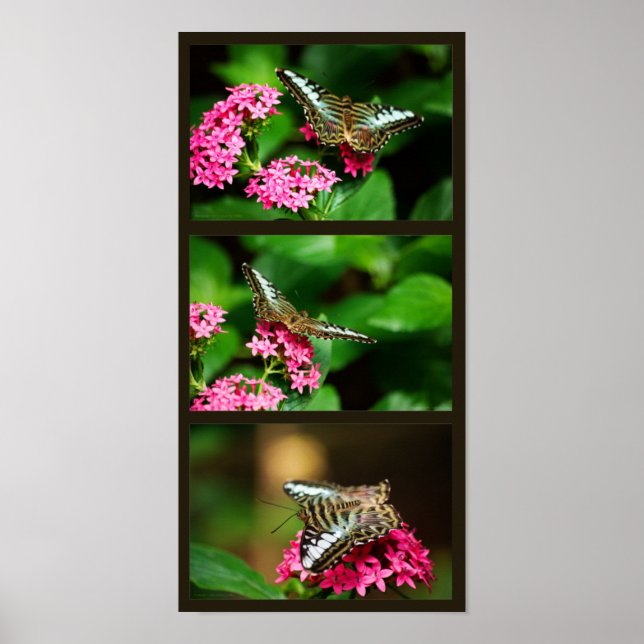 Affiches Clipper sur Pentas (Portrait) Imprimer (Devant)