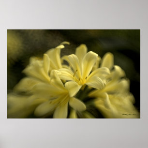 Affiches Clivia jaune
