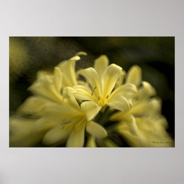 Affiches Clivia jaune (Devant)