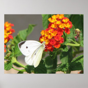 Affiches Close Up Butterfly