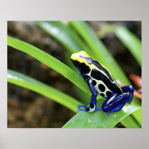 Affiches Close-up of Costa Rican Cobalt Dyeing Dart Frog