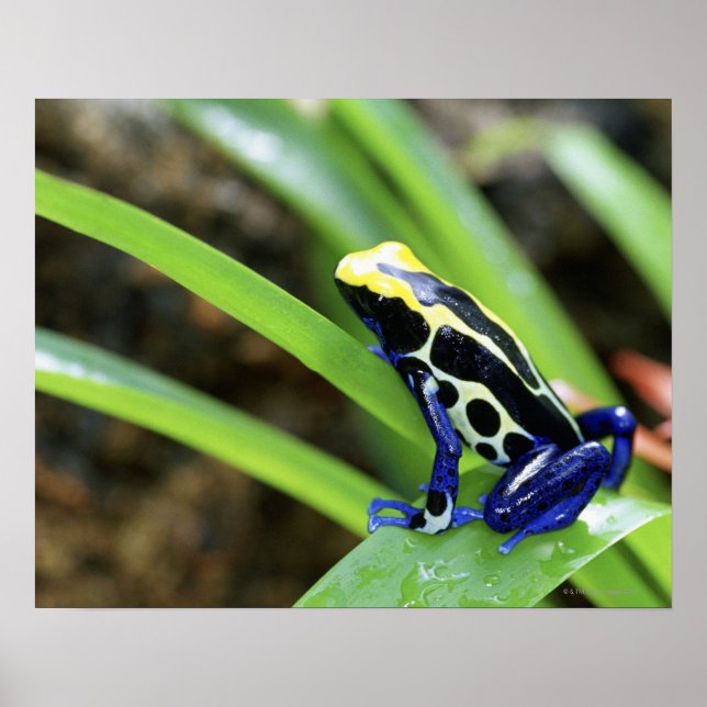 Affiches Close-up of Costa Rican Cobalt Dyeing Dart Frog (Devant)