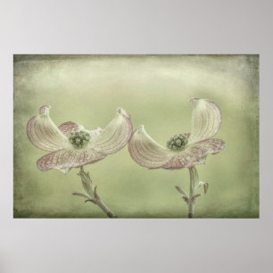 Affiches Close-up of Pink Dogwood Seabeck