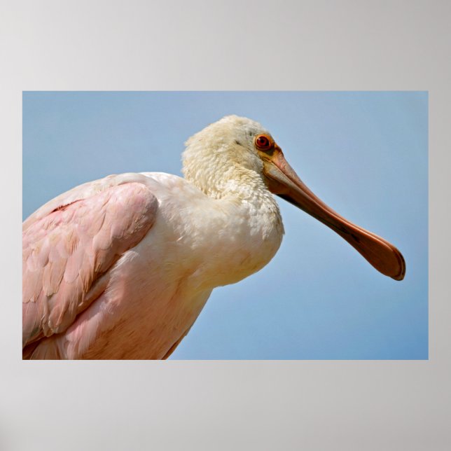 Affiches Closeup Roseate Spoonbill (Devant)