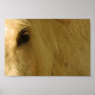 Affiches Closeuse du cheval blanc