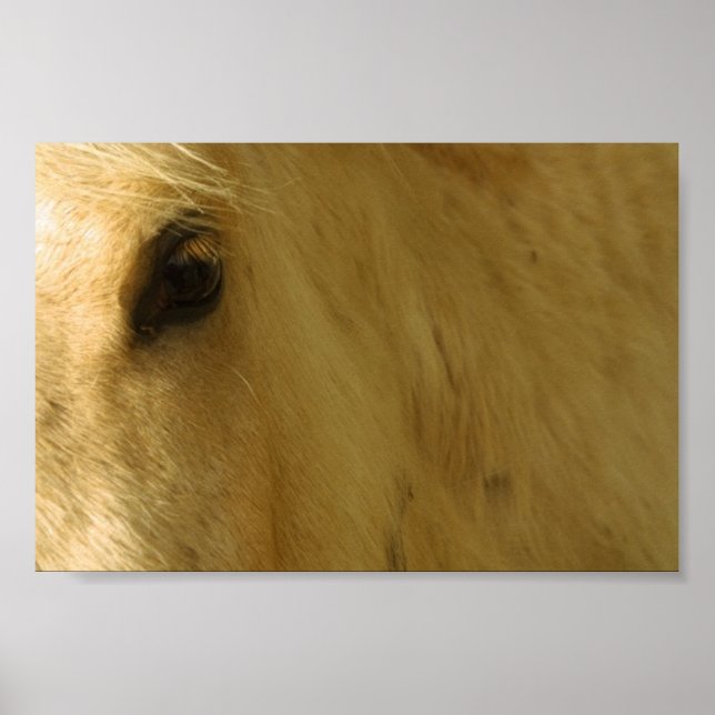 Affiches Closeuse du cheval blanc (Devant)