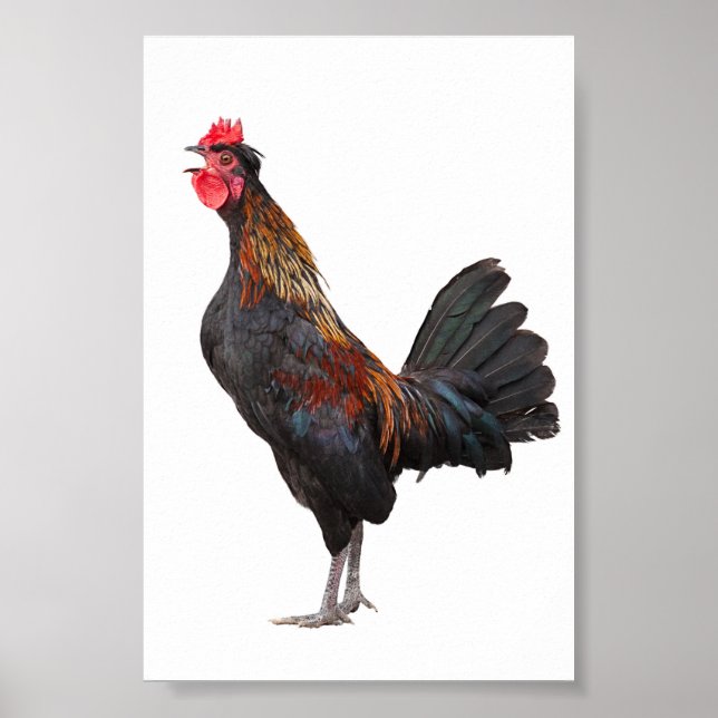 Affiches Clouer le poulet (Devant)