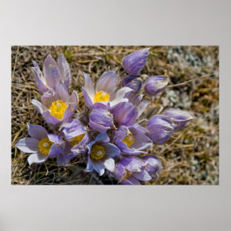 Affiches Cluster Crocus