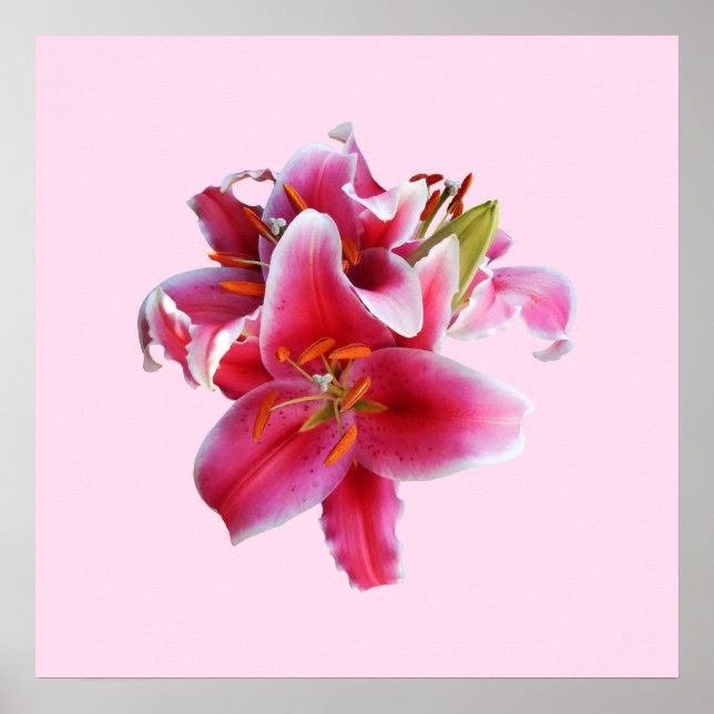 Affiches Cluster de Stargazer Lilies (Devant)