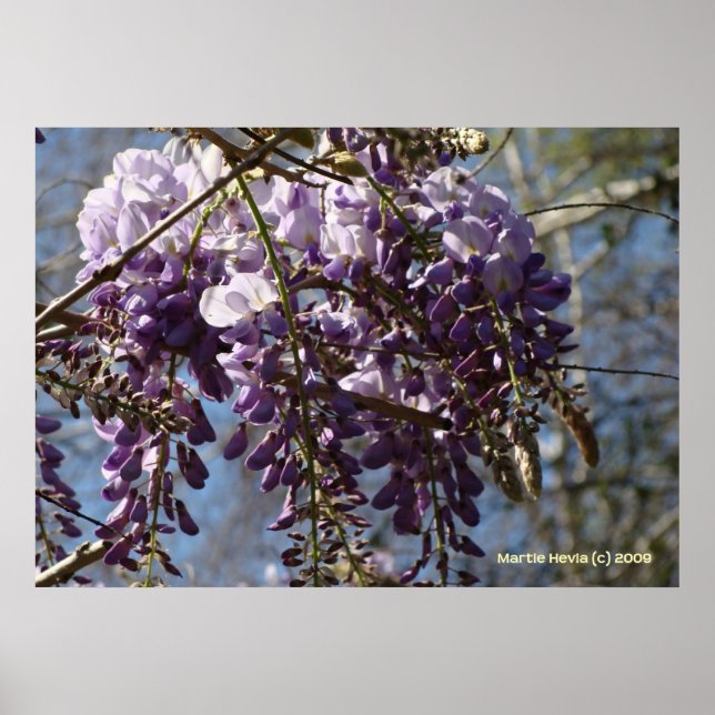 Affiches Cluster Wisteria (Devant)