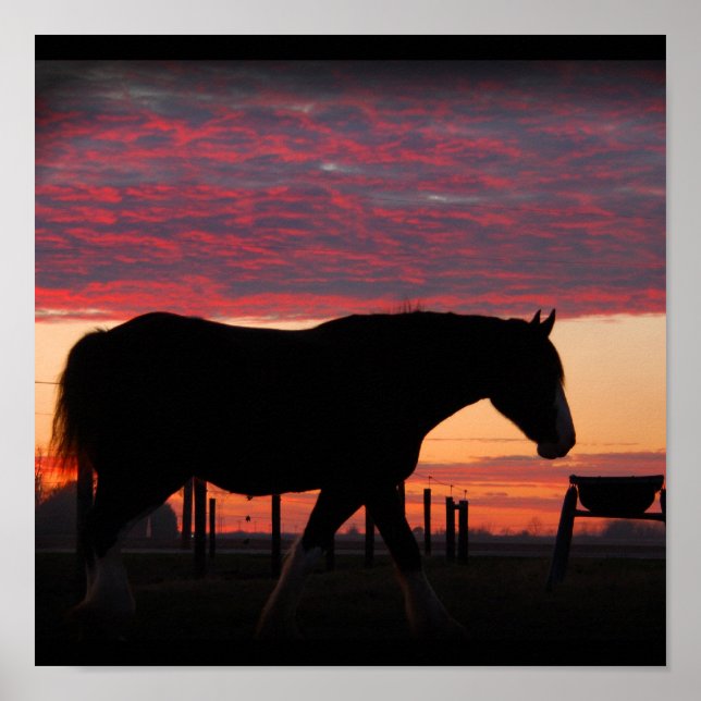 Affiches Clydesdale Sunset (Devant)