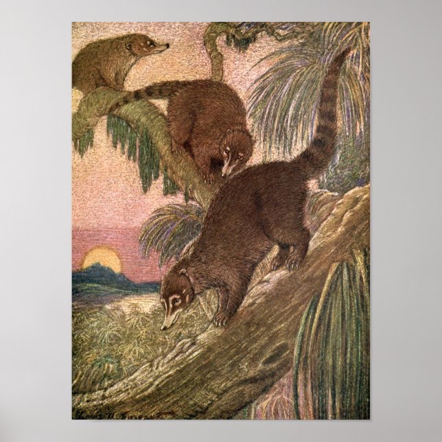 Affiches Coatimundi par Louis Sargent, Animaux sauvages Vin (Devant)
