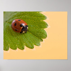 Affiches Coccinelle sur la feuille verte
