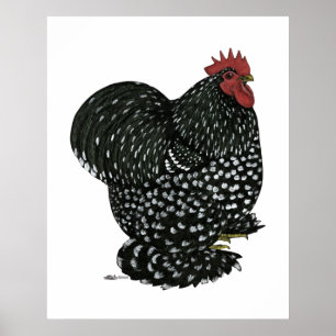 Affiches Cochin : Motte noire