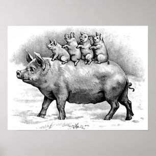 Affiches Cochon avec porcelet