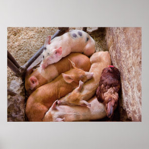 Affiches Cochon - Cinq petits cochons et un poulet
