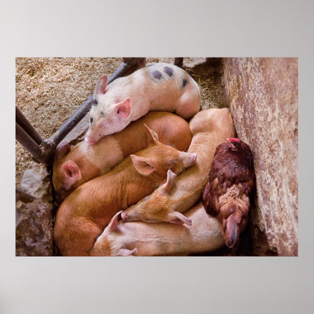 Affiches Cochon - Cinq petits cochons et un poulet (Devant)