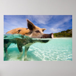 Affiches Cochon de natation d'Exuma