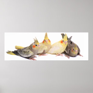 Affiches Cockatiles