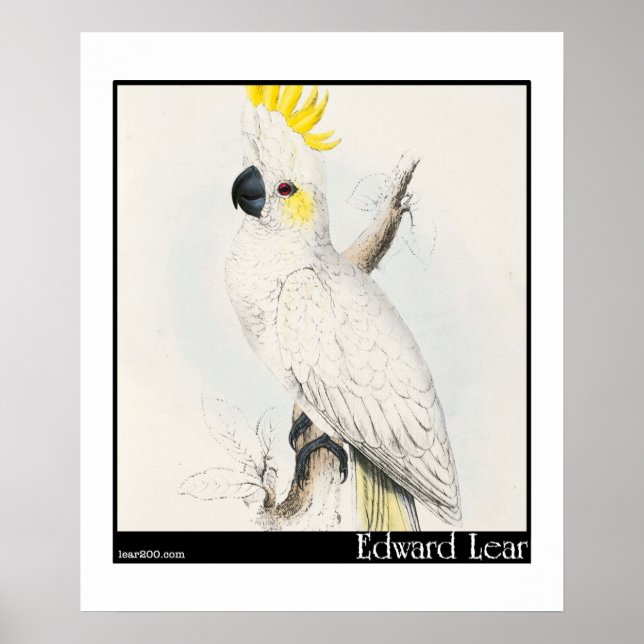 Affiches Cockatoo à faible teneur en soufre d'Edward Lear (Devant)