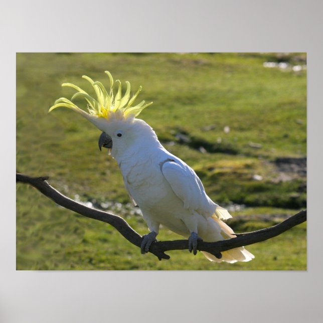 Affiches Cockatoo à pois de soufre jaune australien (Devant)