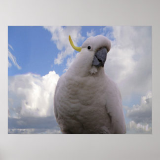 Affiches Cockatoo blanc
