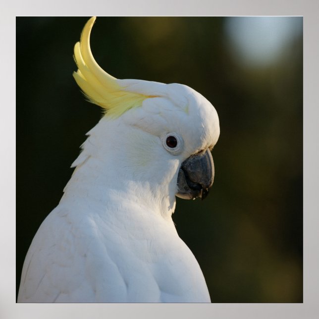 Affiches Cockatoo blanc exotique (Devant)