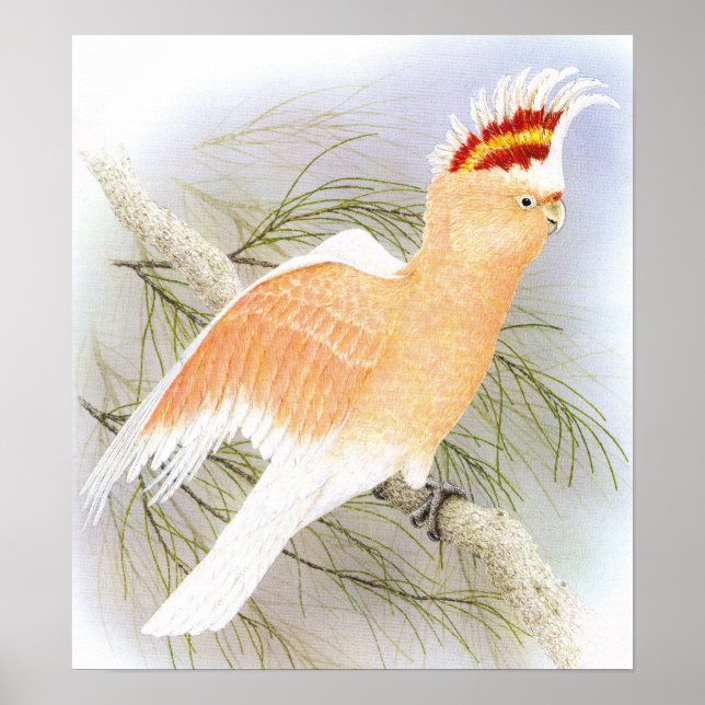 Affiches Cockatoo du major Mitchell - Plomb de Cacatua (Devant)