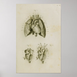 Affiches Coeur et poumons humains Anatomie Vintage Imprimer