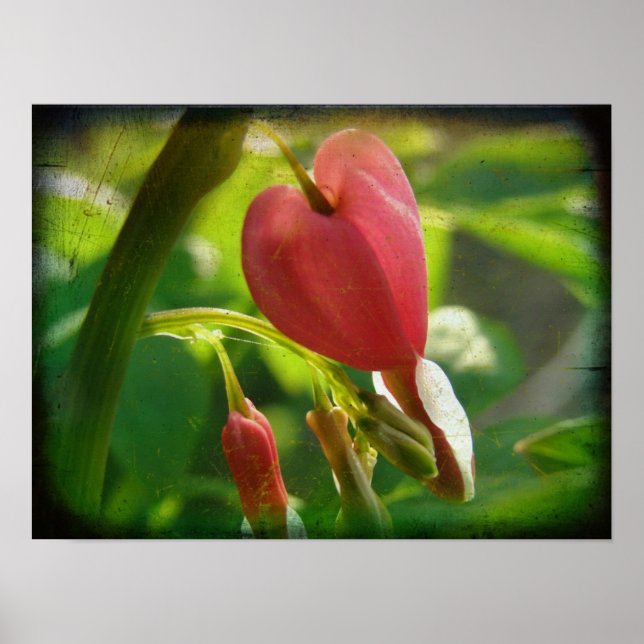 Affiches Coeur saignant (Devant)