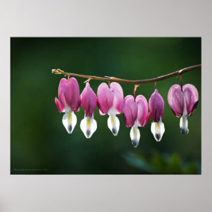 Affiches Coeurs dainty Imprimer
