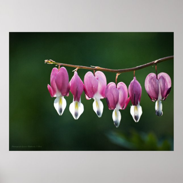 Affiches Coeurs dainty Imprimer (Devant)