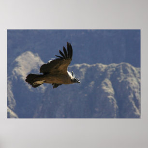 Affiches Colca Canyon Condor