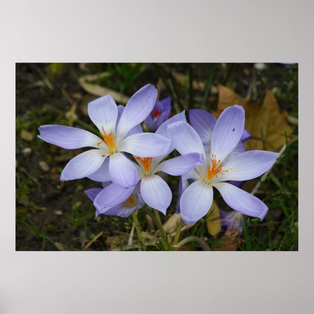 Affiches Colchicum autumnale (Devant)