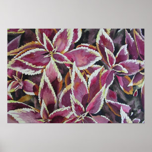Affiches Coleus