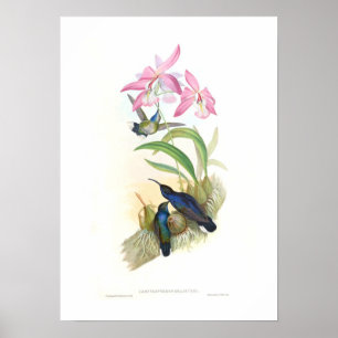 Affiches Colibri