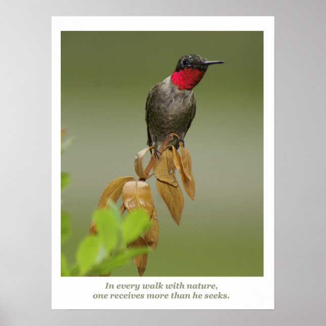 Affiches Colibri (Devant)