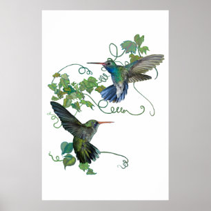 Affiches Colibri